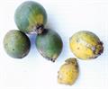white star apple